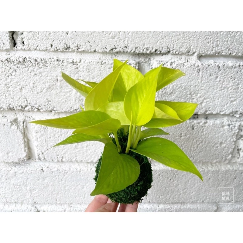 萊姆黃金葛-手作 苔球 療癒 文青 凱瑞植栽