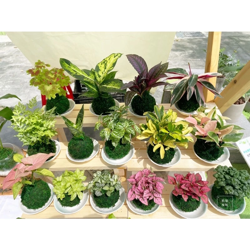 凱瑞植栽-綠色水草苔球 隨機款式出貨-特價 幫你挑 驚喜包 配到好 手作 苔球 療癒 凱瑞植栽