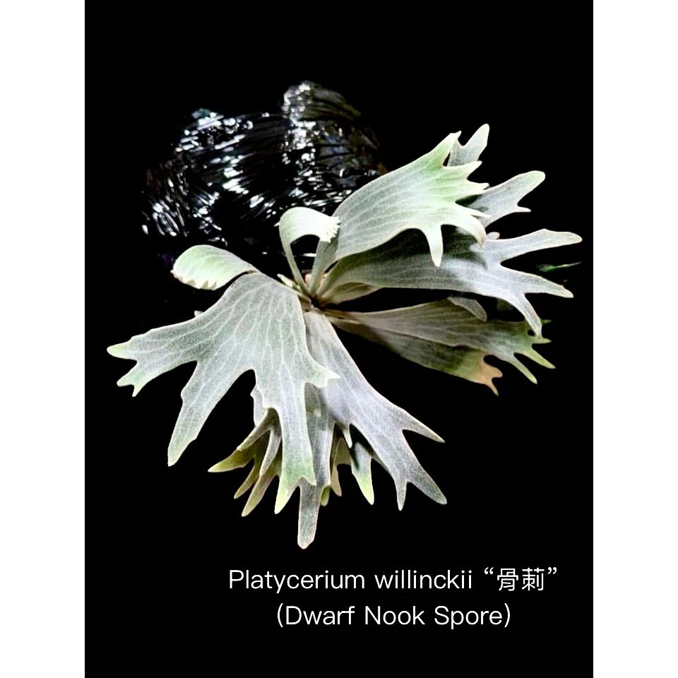 凱瑞植栽-Platycerium 