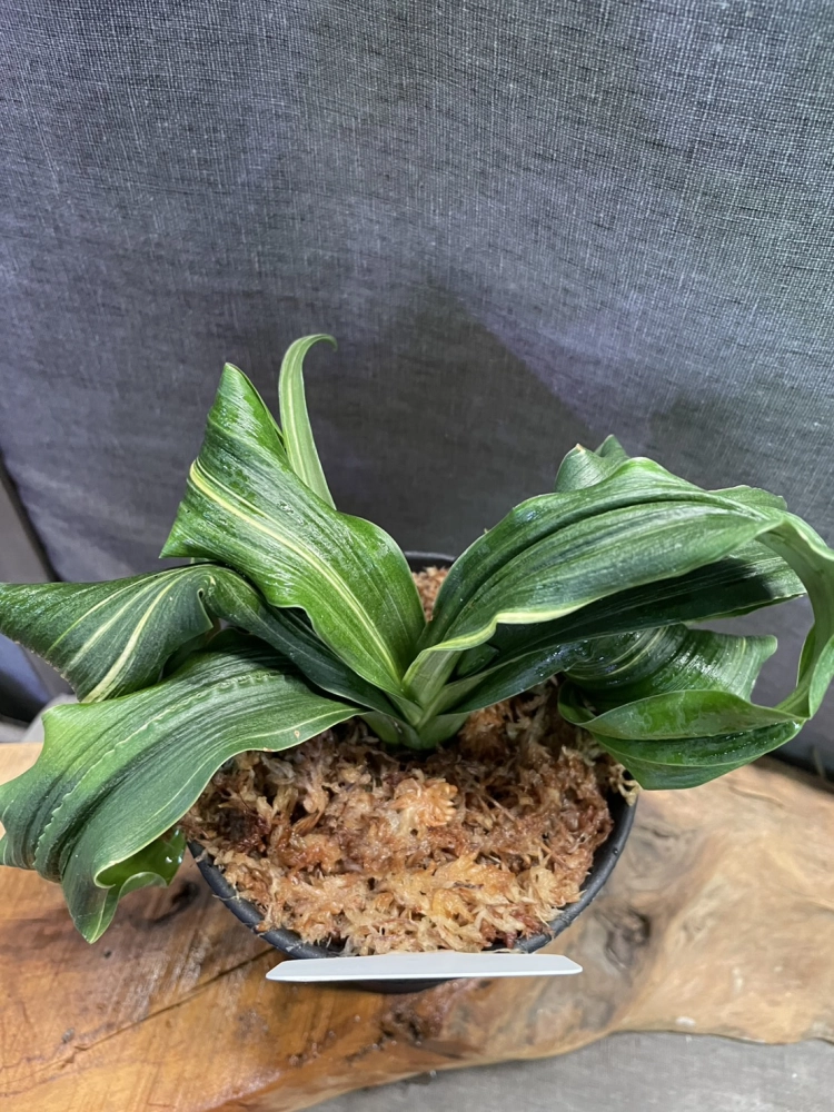 舞子獅子X海龍獅子