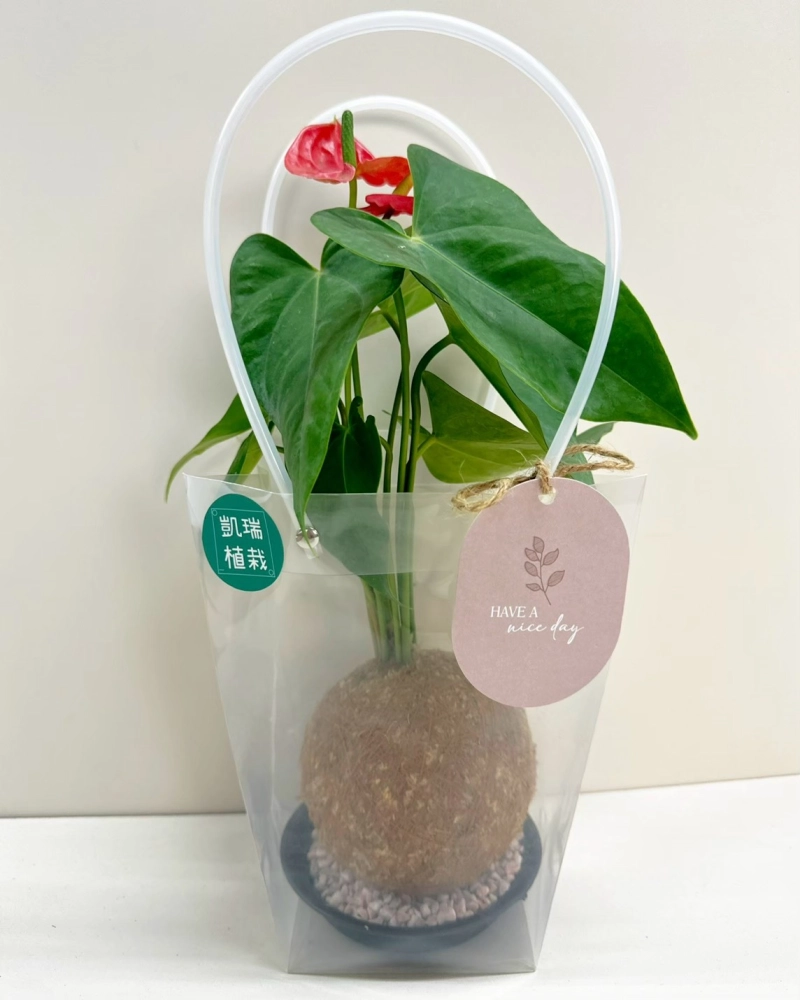 咖啡色苔球禮盒-皆可客製化