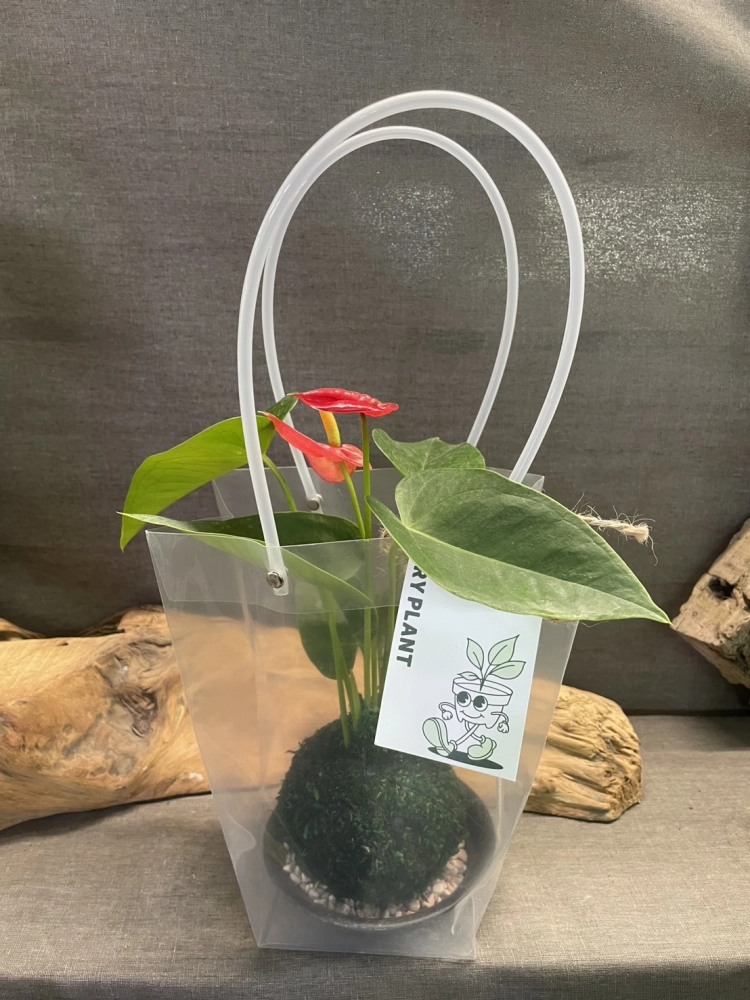 綠色苔球禮盒-皆可客製化