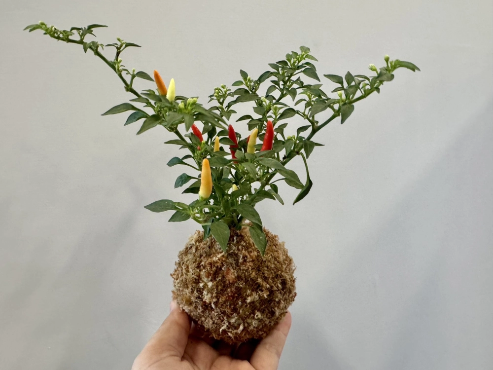 食用植物苔球課程