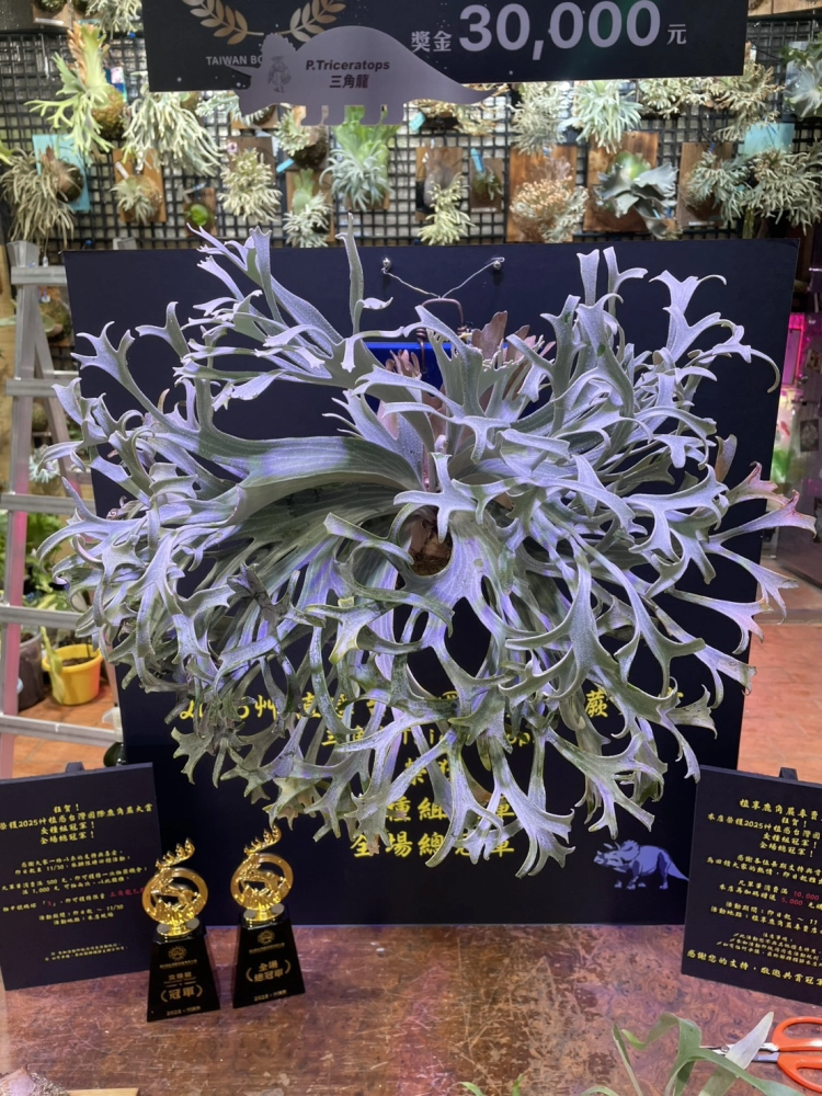 植享鹿角蕨-三角龍 (有販賣側芽)