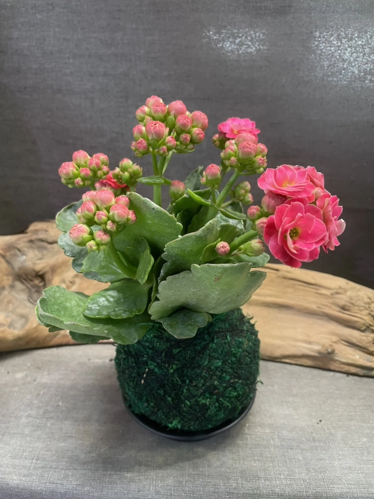 長壽花(有多種顏色)