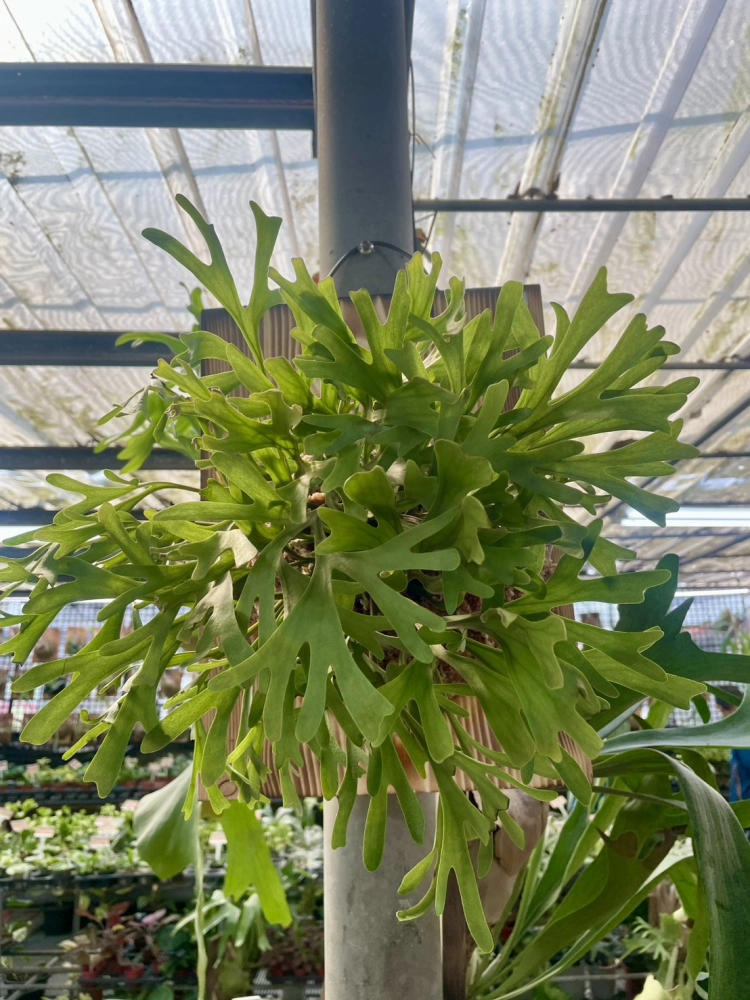 綠珊瑚亞猴鹿角蕨