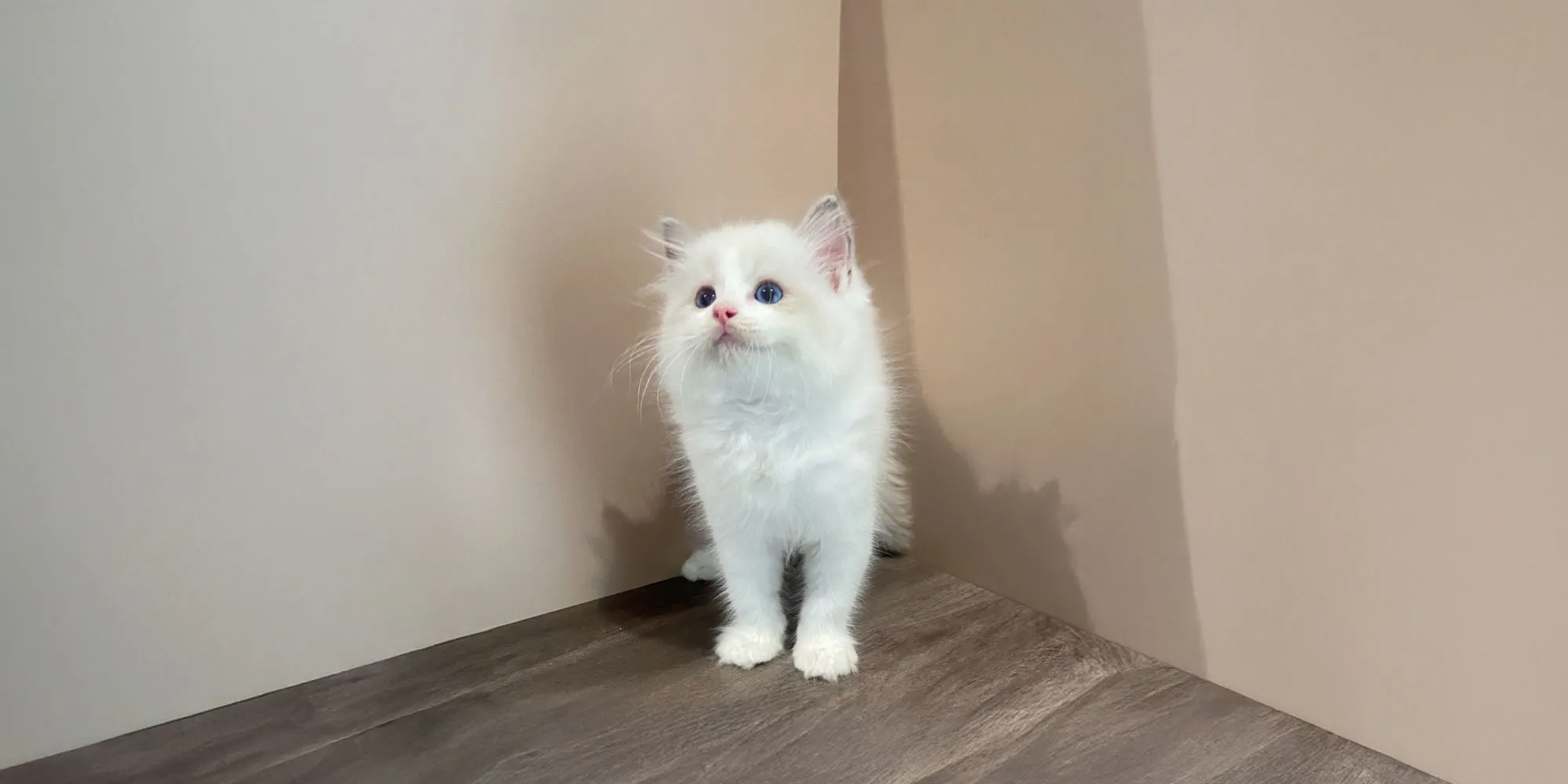 白日喵貓舍-貓舍,布偶貓,台中貓舍,南區貓舍