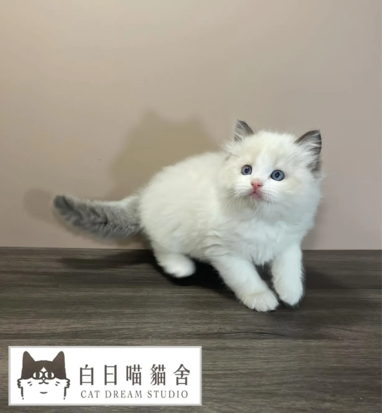 布偶貓咪寶寶來嚕