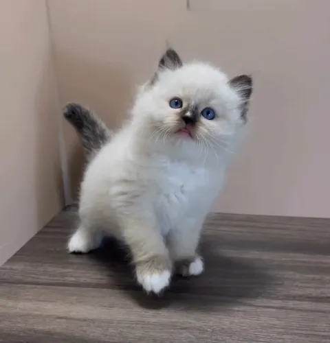 海豹重點手套色 布偶貓弟弟《已有家》