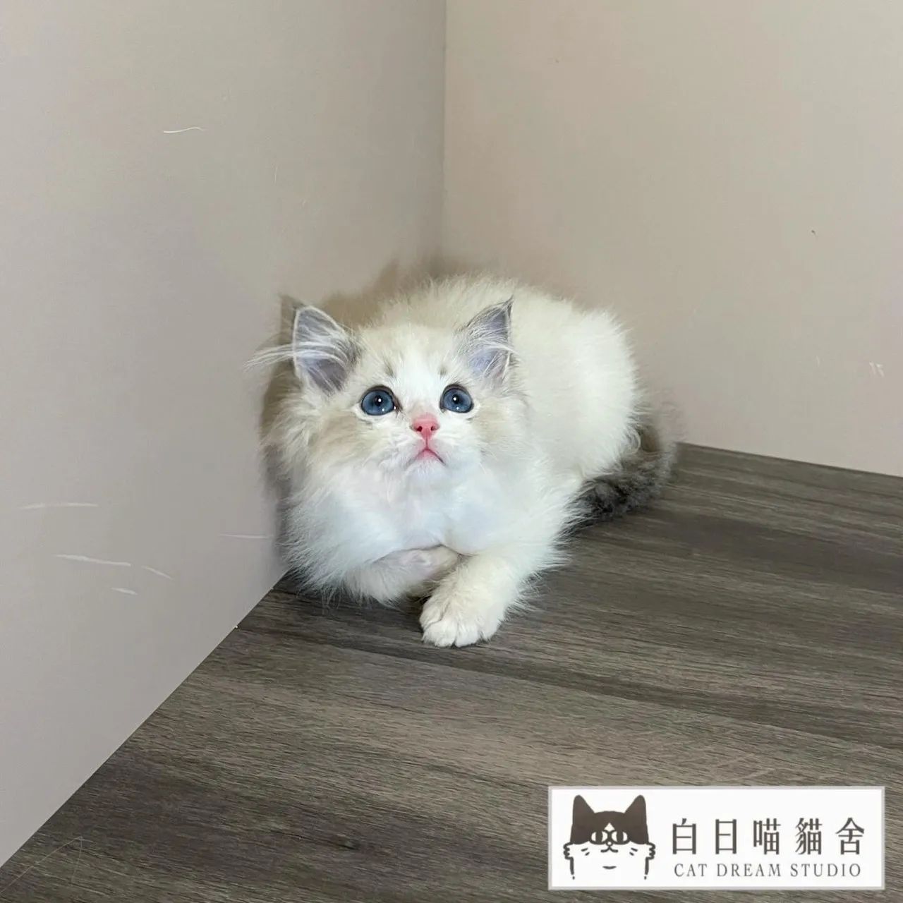 海豹山貓雙色布偶貓寶寶《已有家》