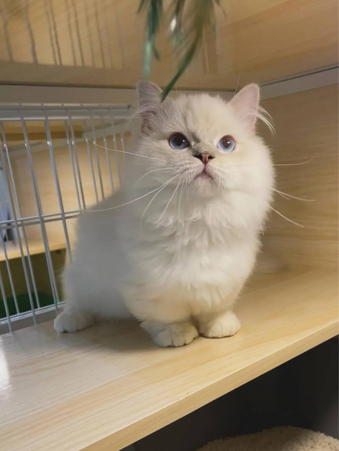 銀點小步舞曲貓咪寶寶《已有家》