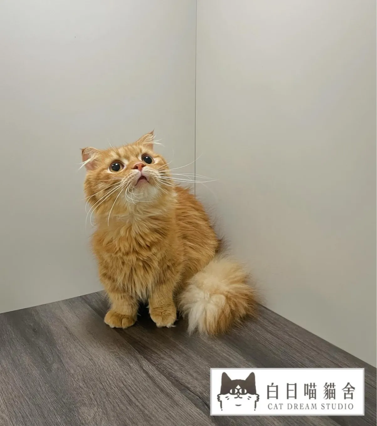 橘色小步舞曲貓弟弟《已有家》