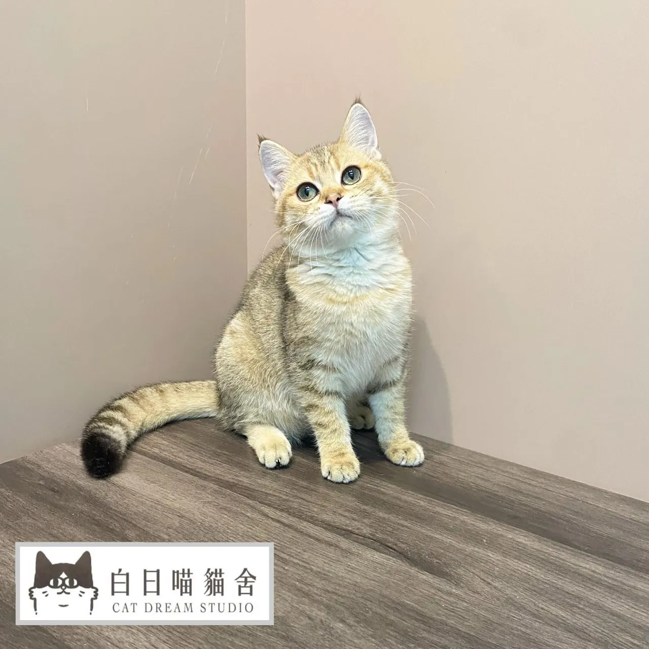 金漸層英短貓弟弟《已有家》