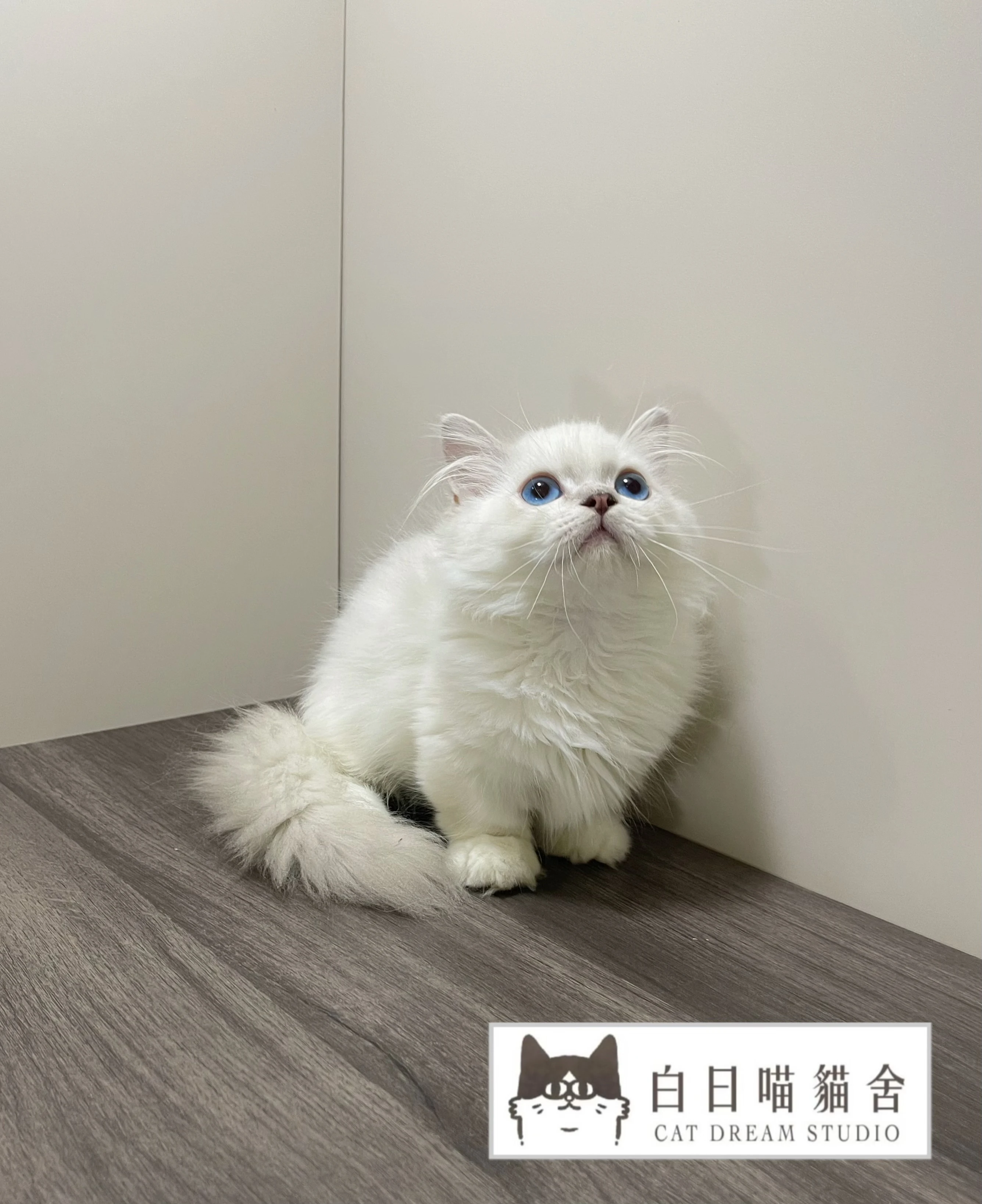 銀點小步舞曲弟弟《已有家》