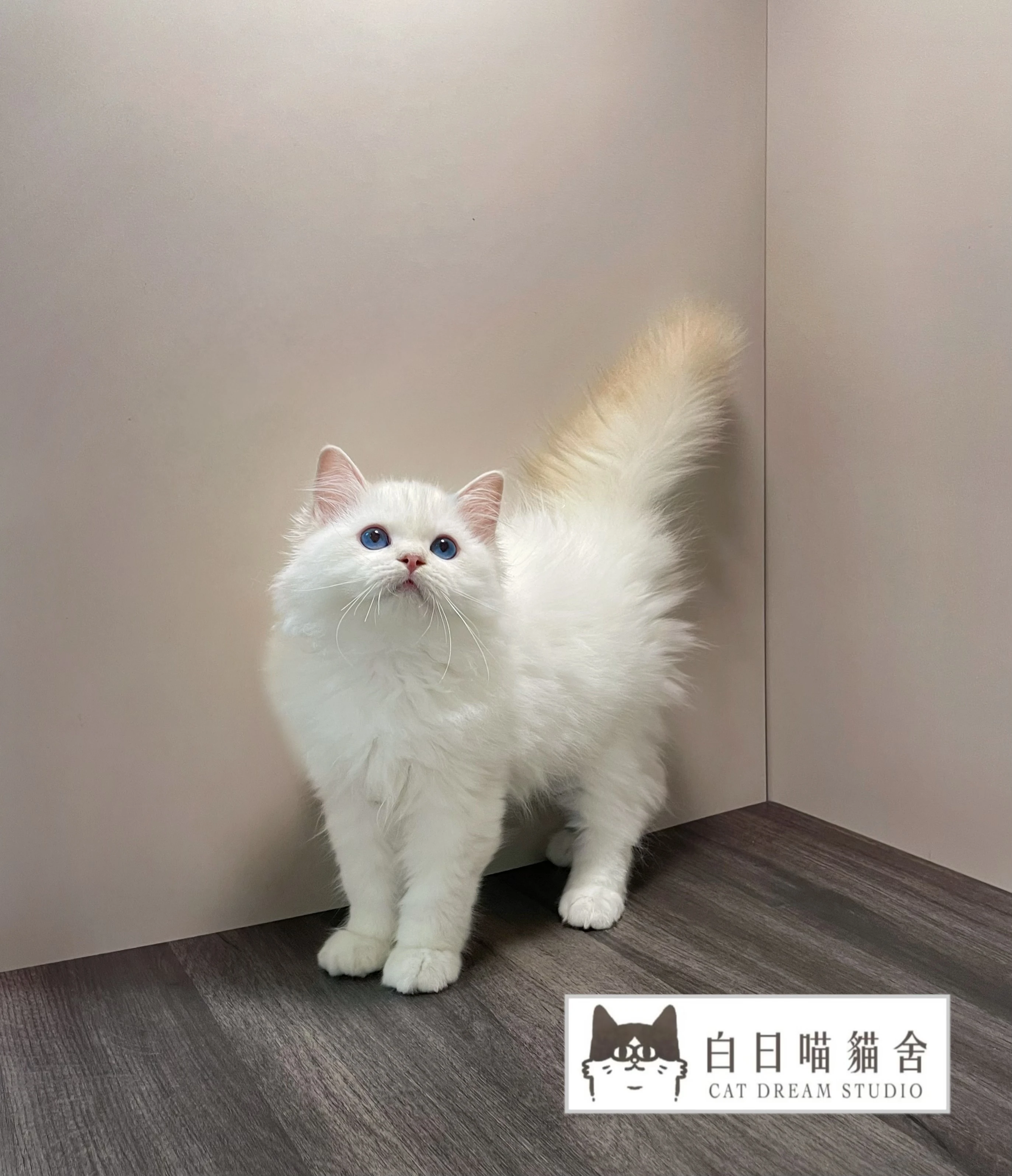 奶油端子英長弟弟《已有家》