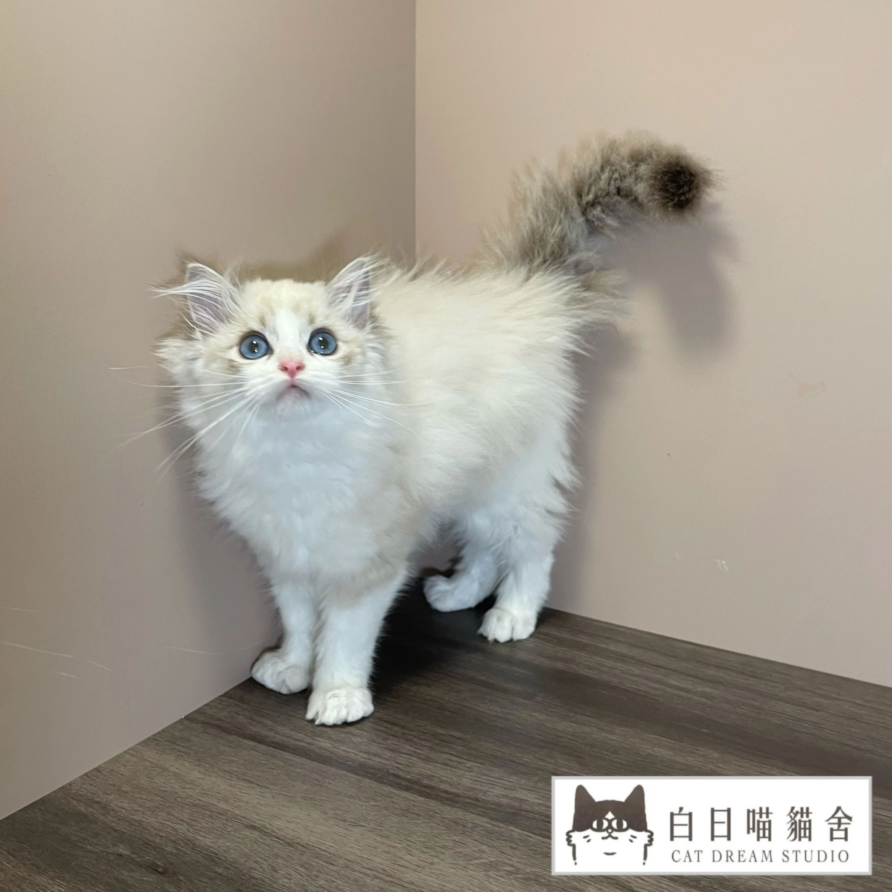 海豹山貓雙色布偶妹妹《已有家》