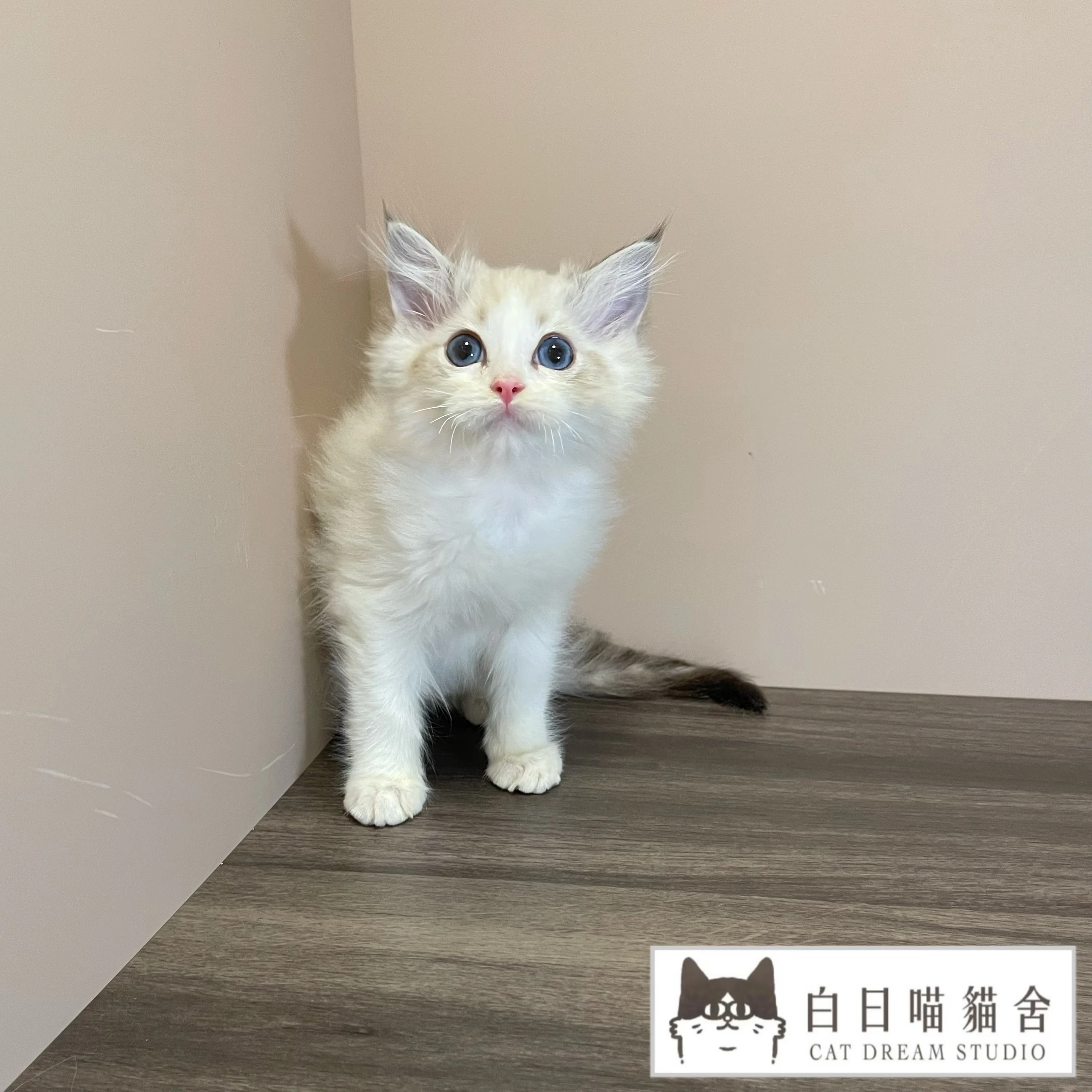 海豹山貓雙色布偶妹妹《已有家》