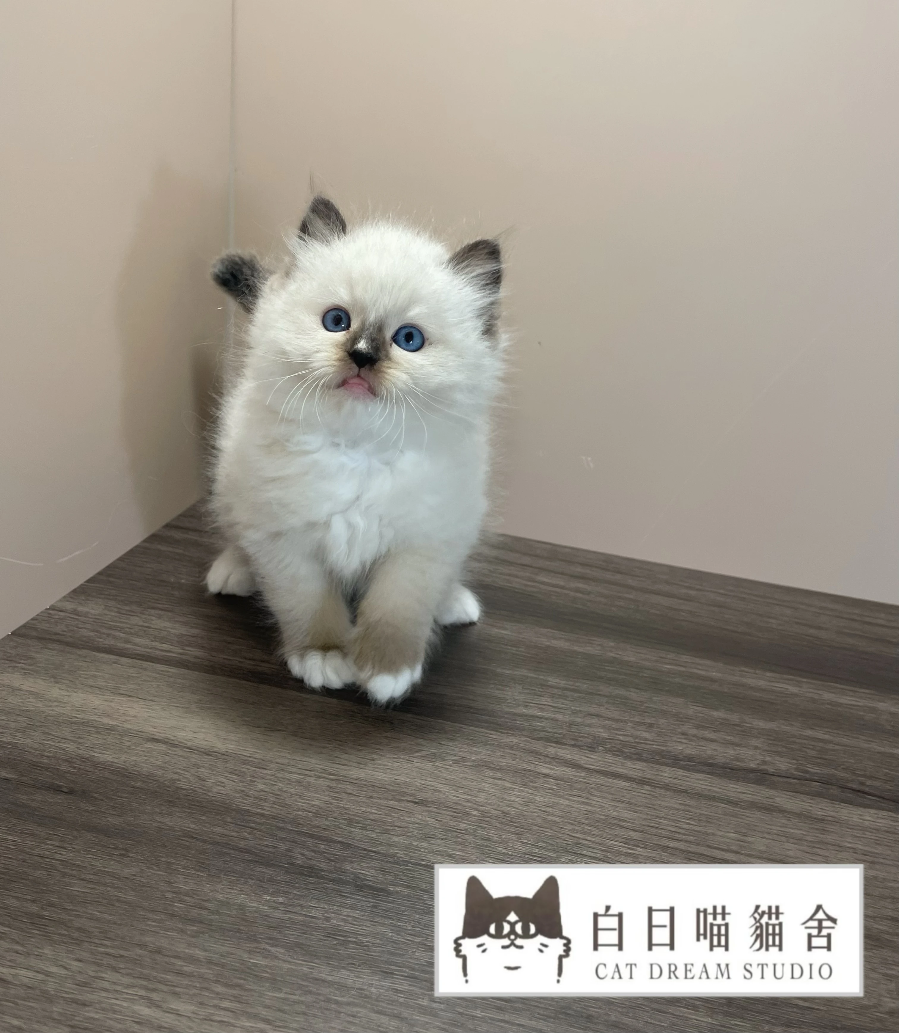 海豹重點手套色布偶弟弟《已有家》