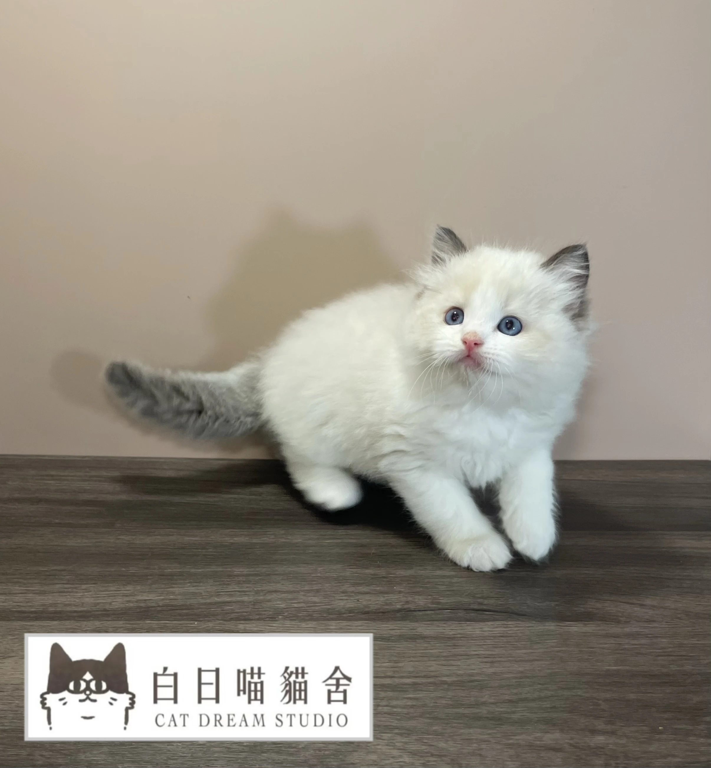 海豹雙色布偶弟弟《已有家》