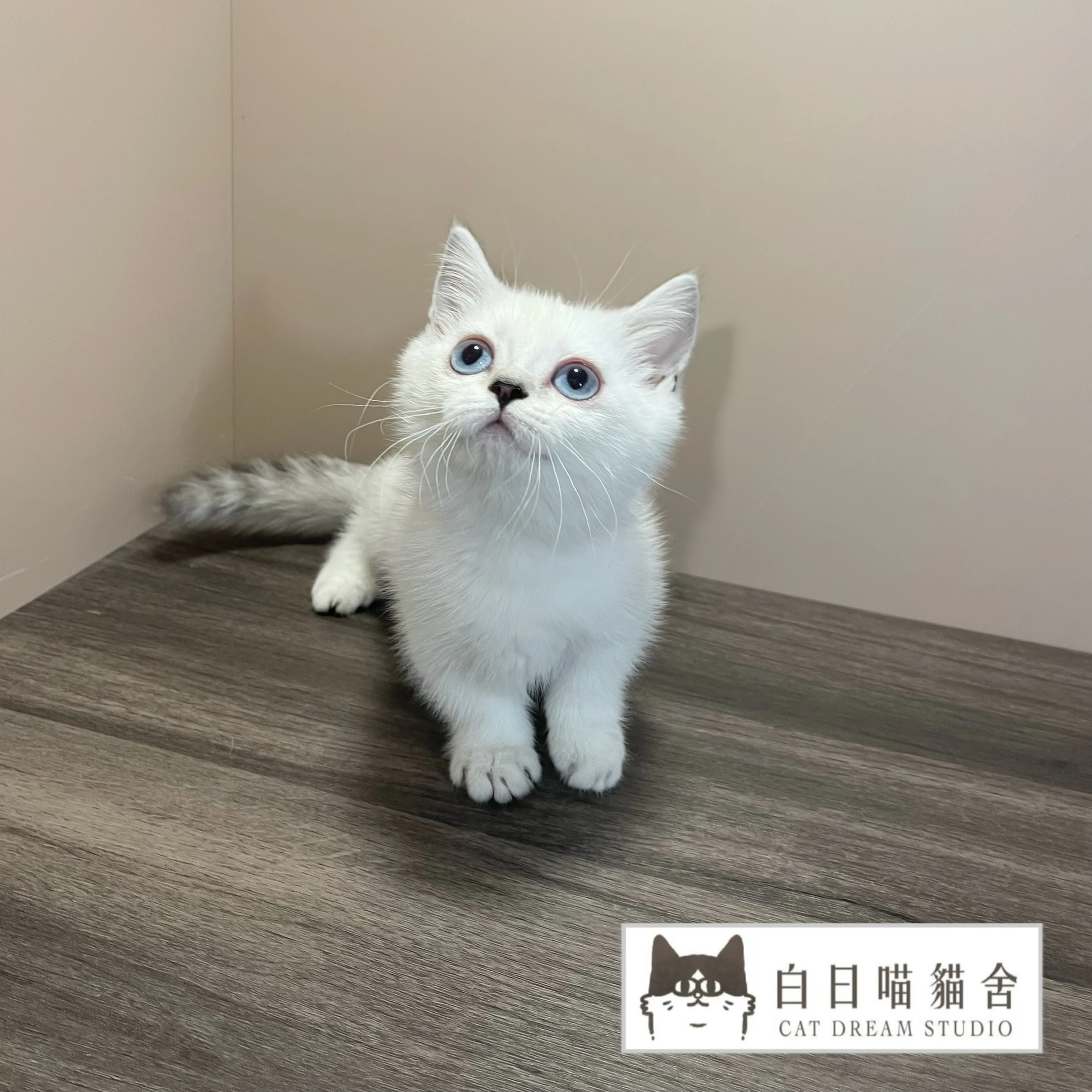銀點曼赤肯弟弟