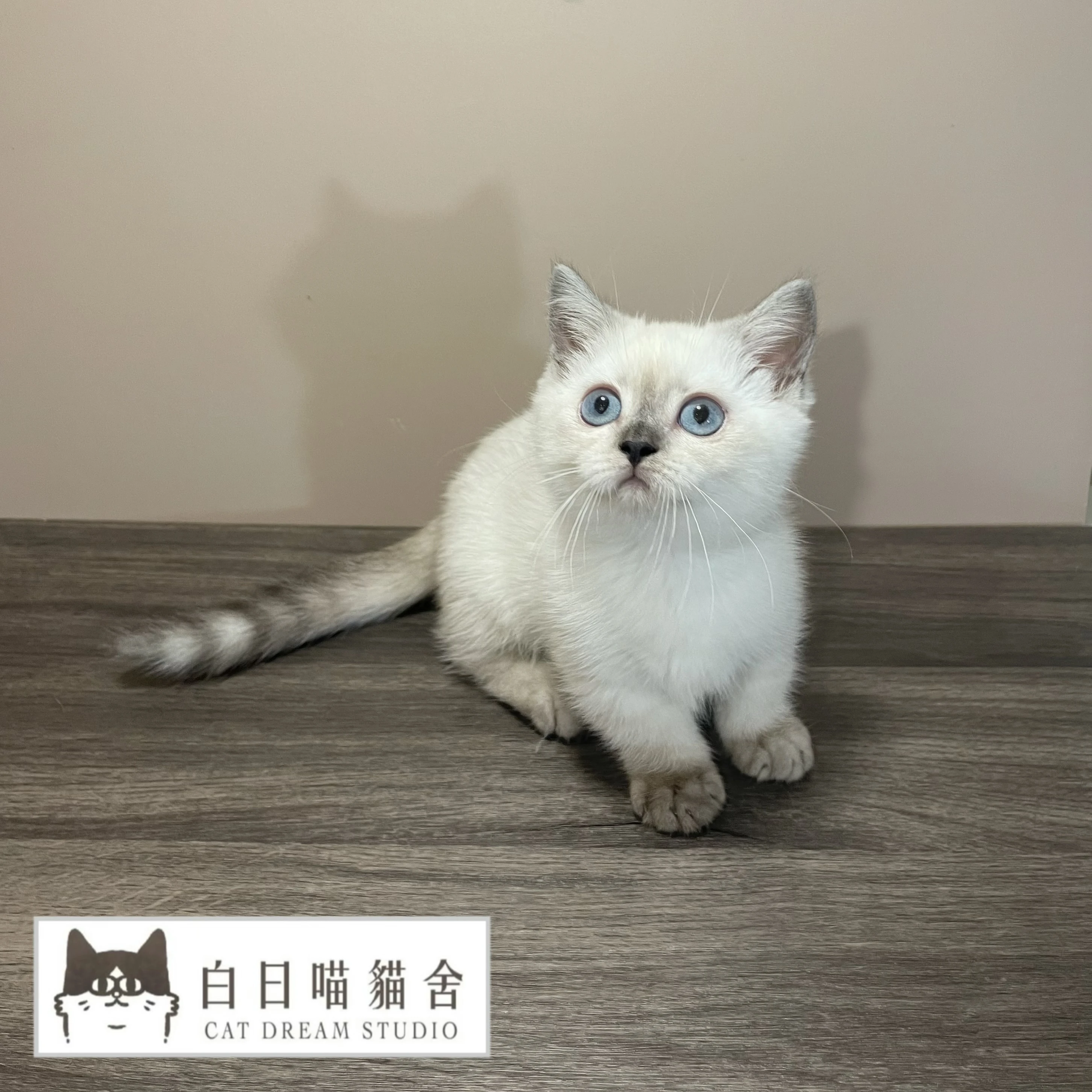 重點色曼赤肯弟弟
