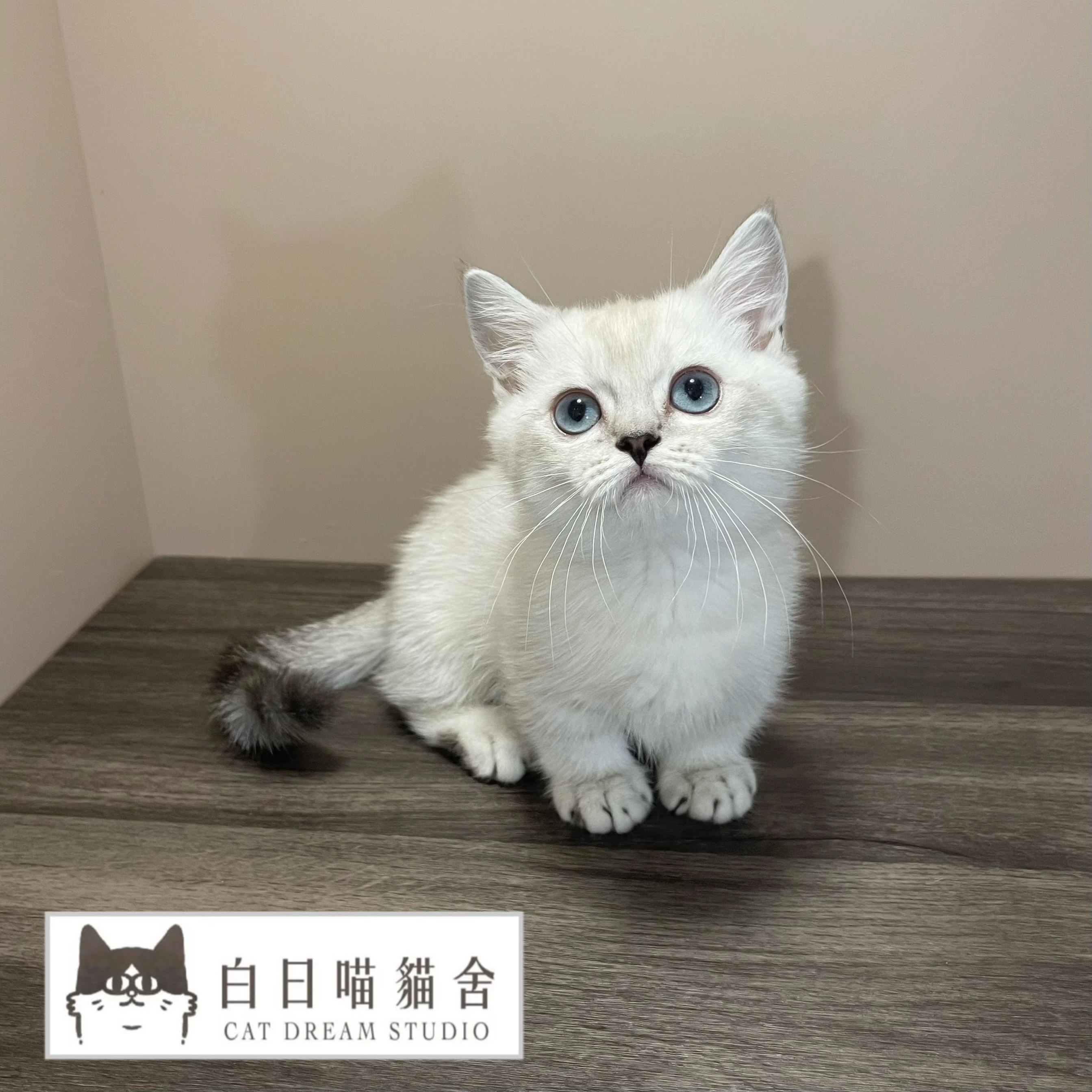 銀點曼赤肯弟弟