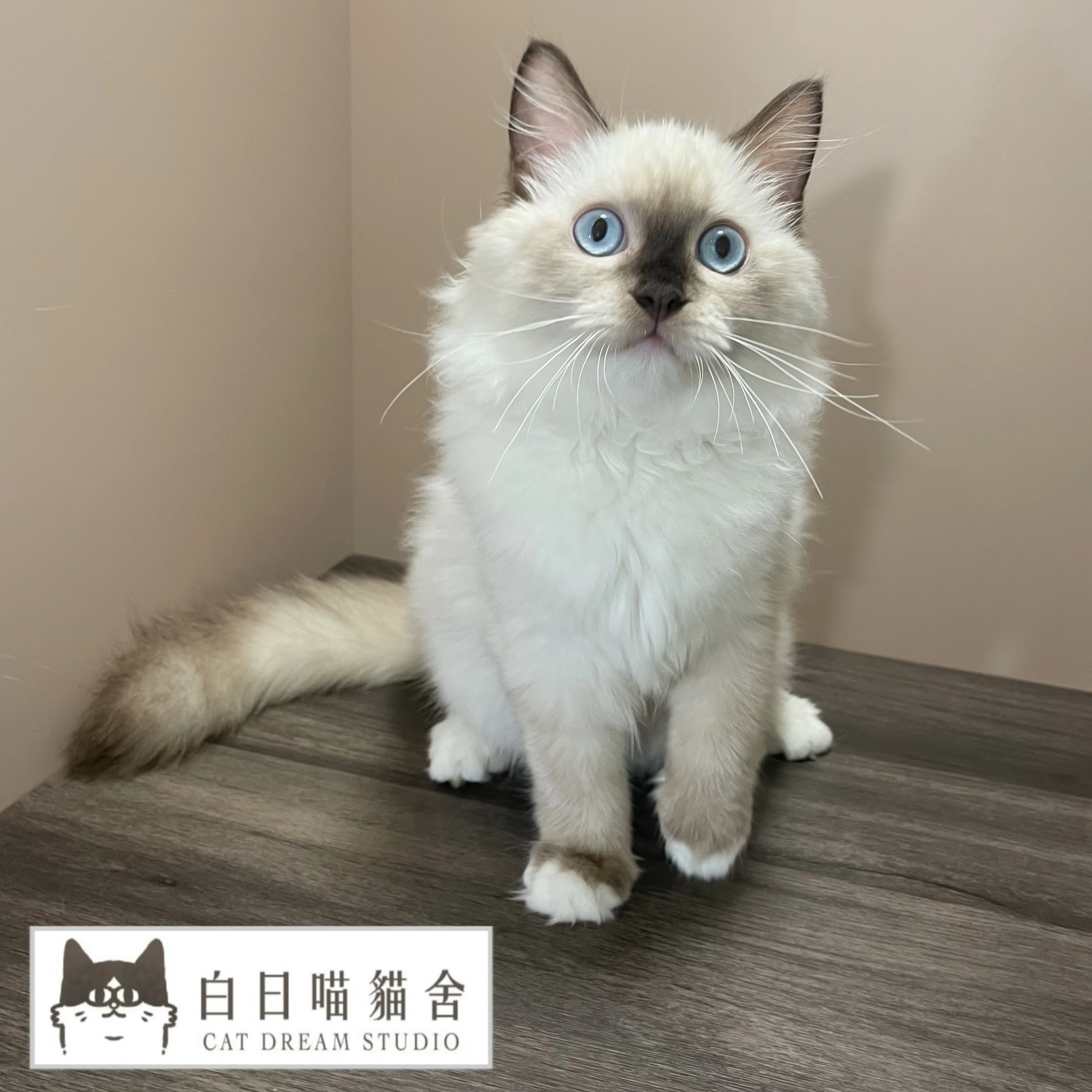 海豹重點手套色布偶弟弟