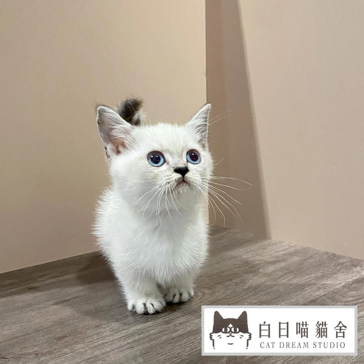 白日喵貓舍-小貓日常