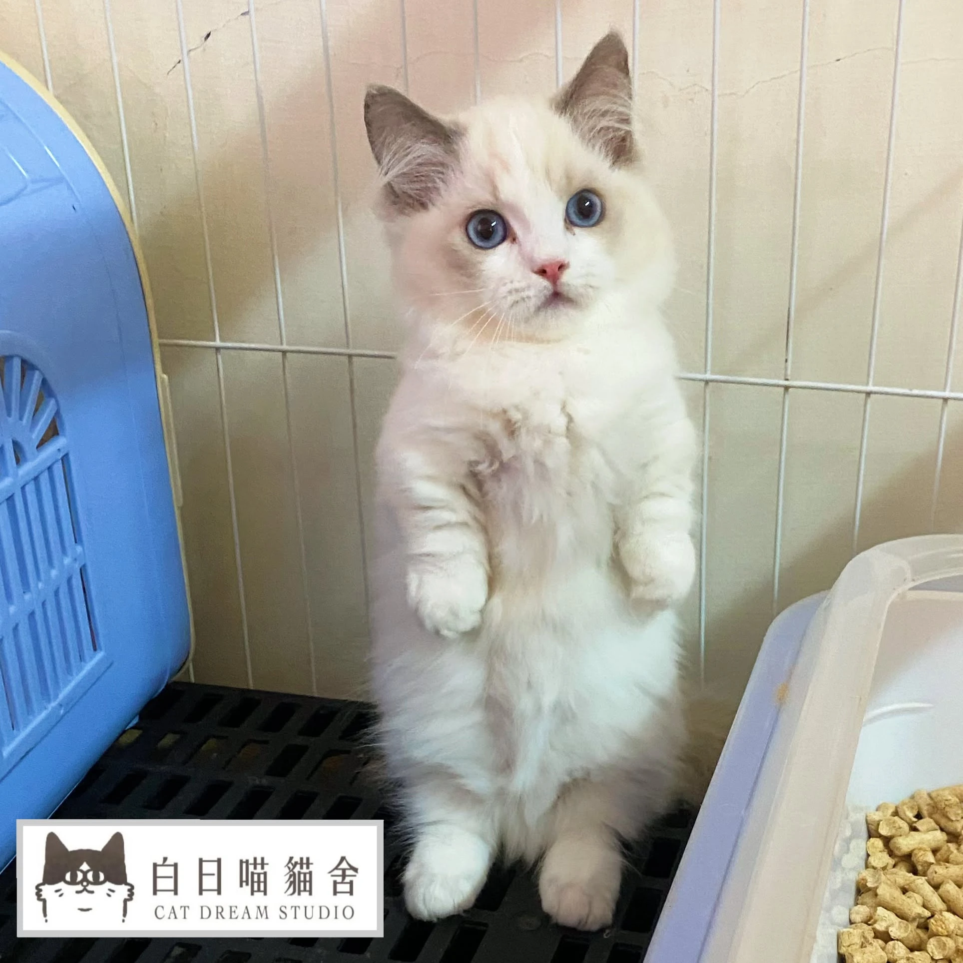 白日喵貓舍-小貓日常