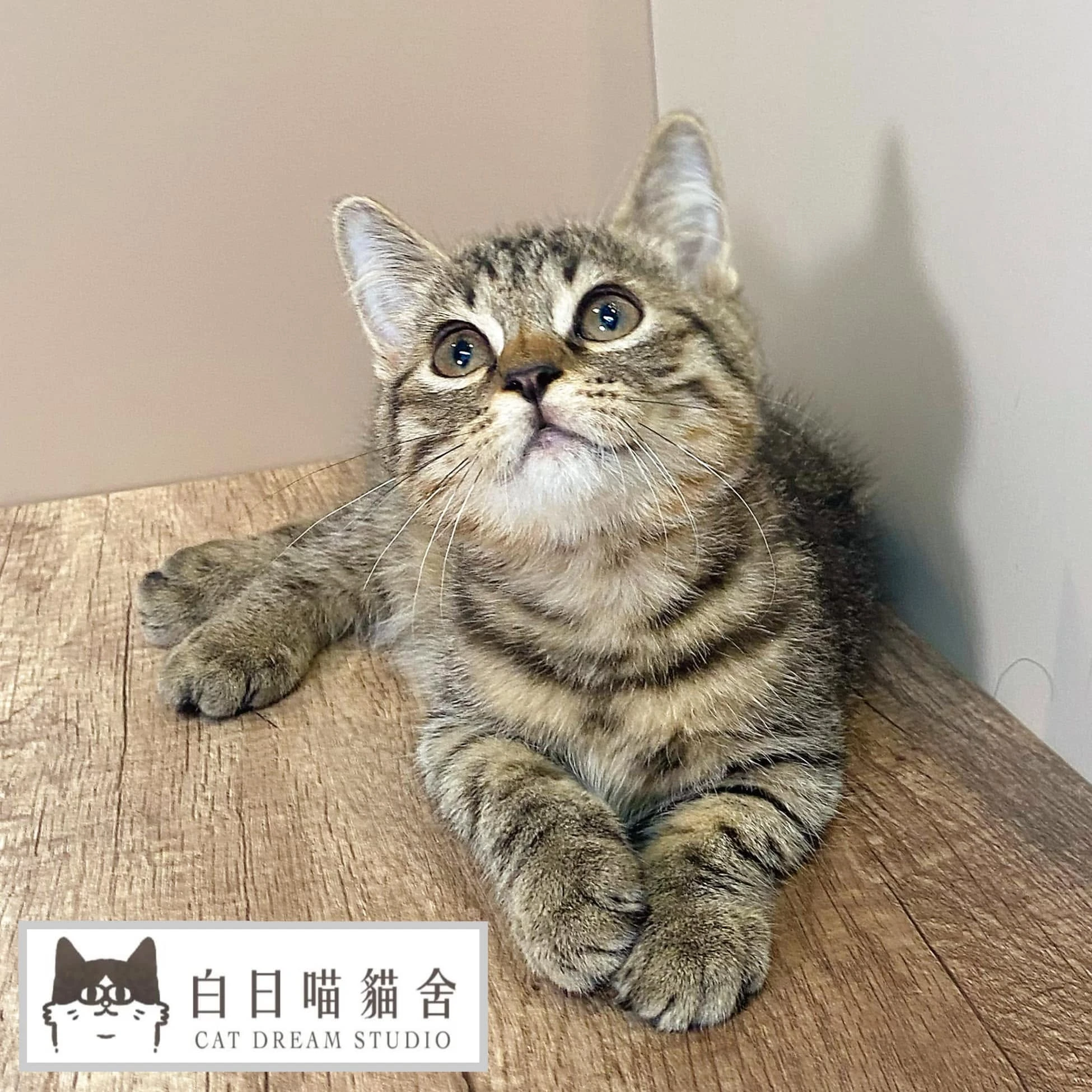 白日喵貓舍-小貓日常