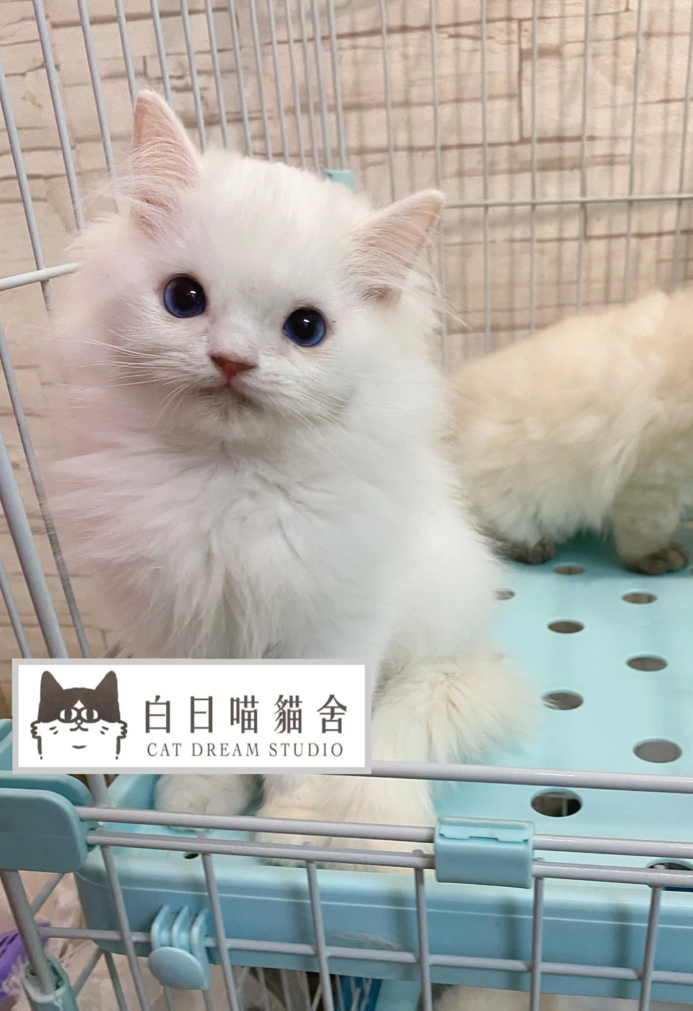 白日喵貓舍-小貓日常