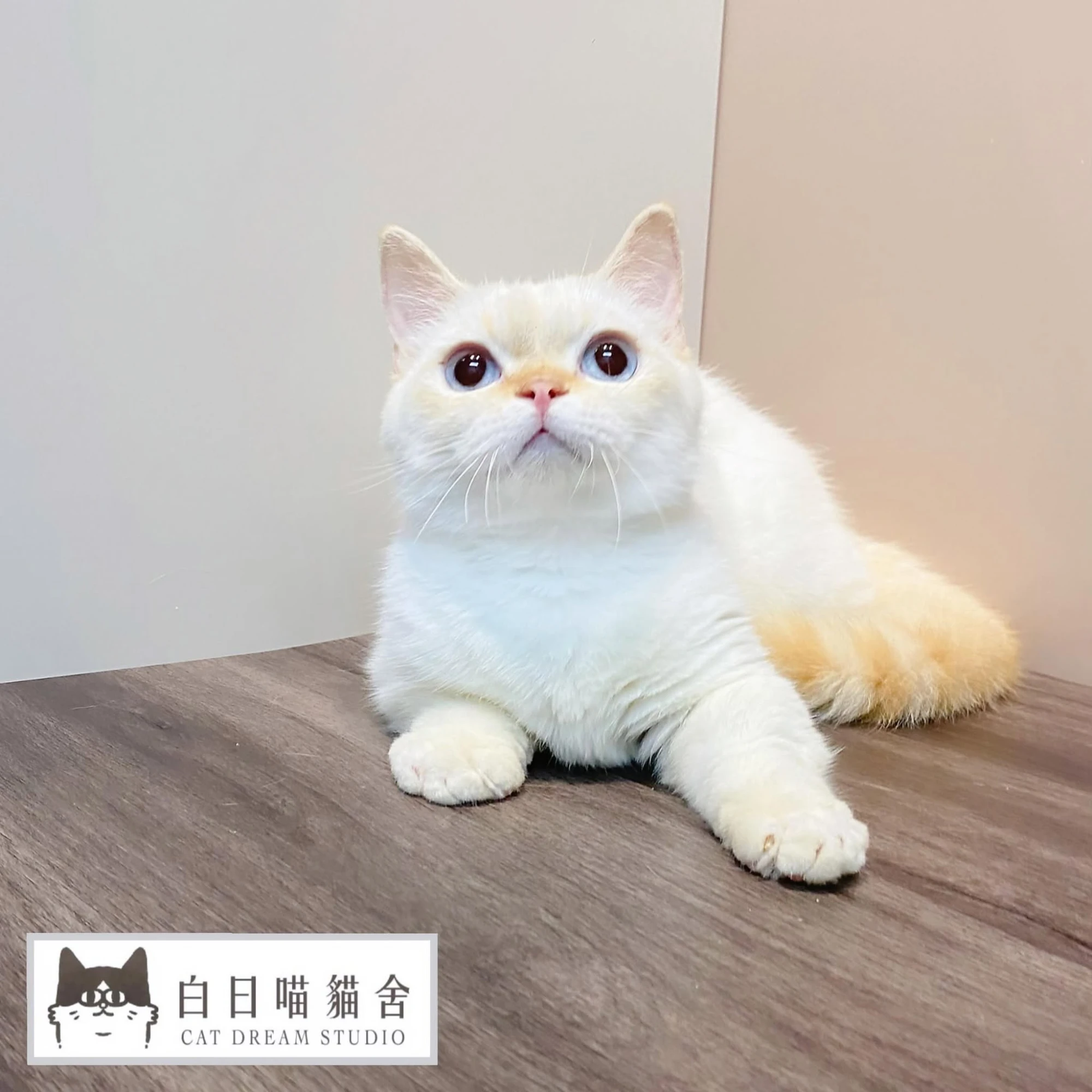 白日喵貓舍-小貓日常