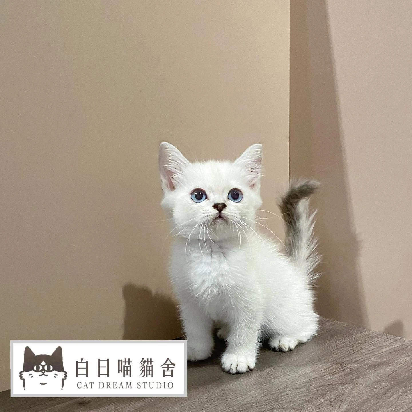 白日喵貓舍-小貓日常