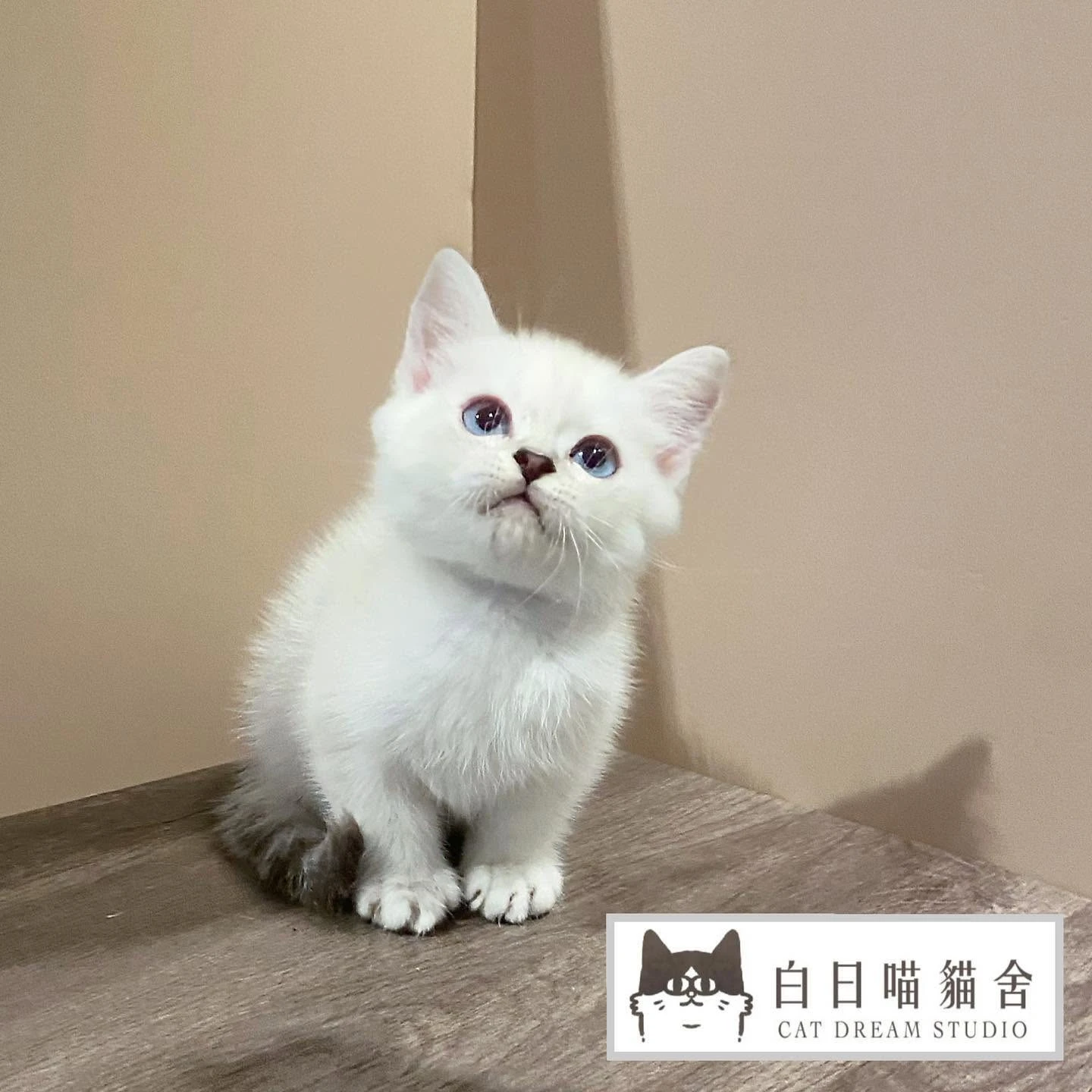 白日喵貓舍-小貓日常