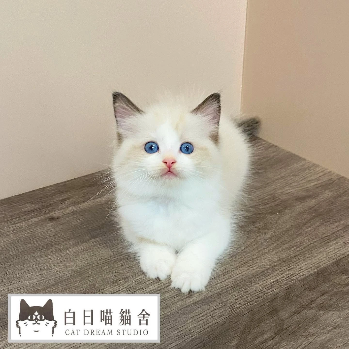 白日喵貓舍-小貓日常