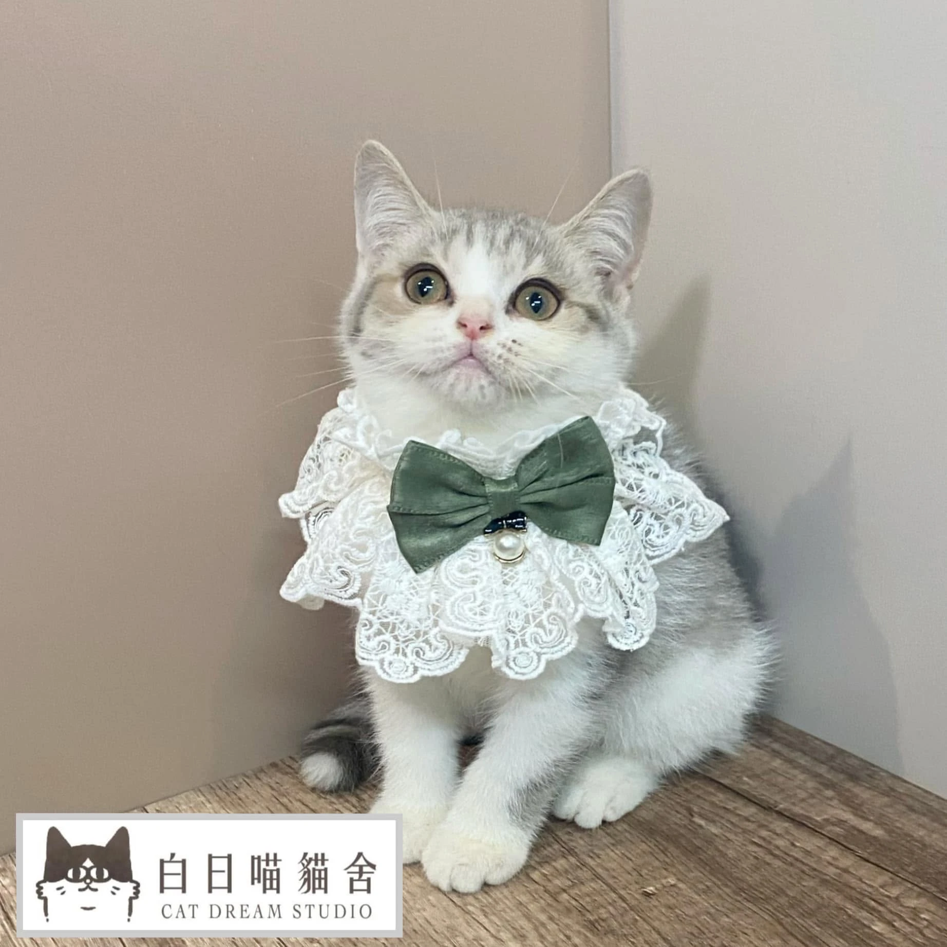 白日喵貓舍-小貓日常