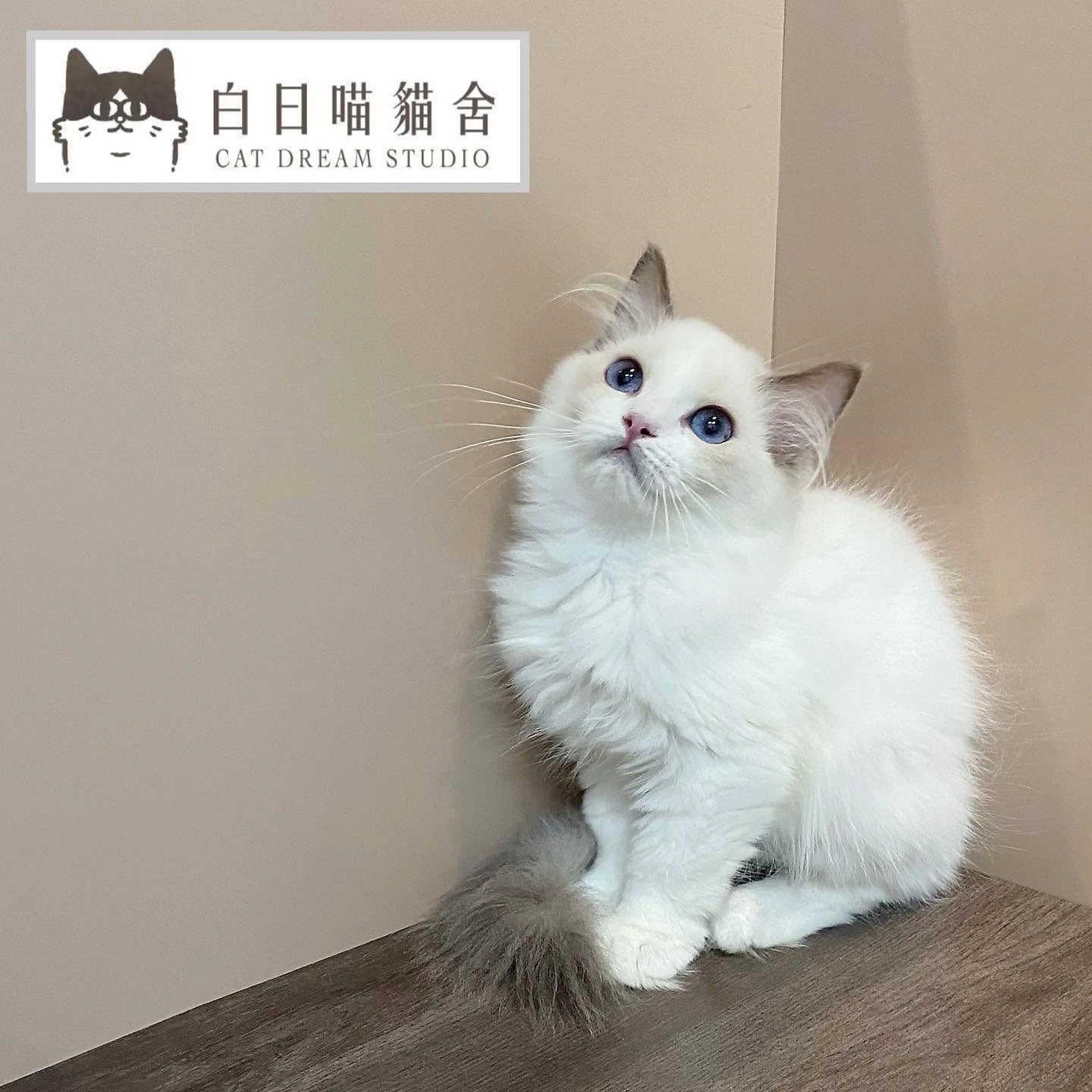 白日喵貓舍-小貓日常