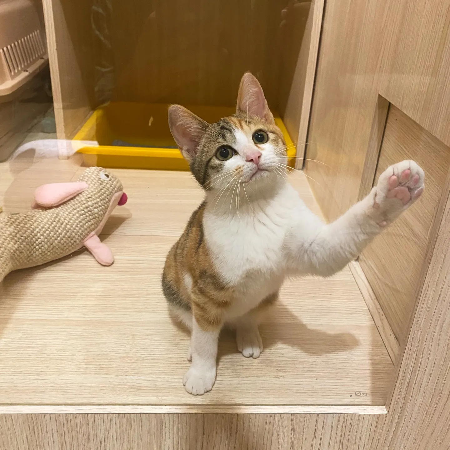 夜貓生活｜住宿貓-花生