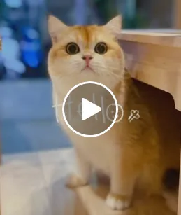 夜貓生活｜新年住宿貓