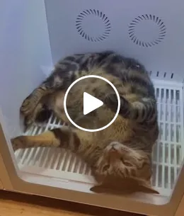 夜貓生活｜新春第三彈