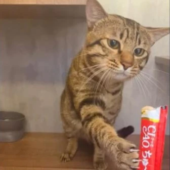 夜貓生活｜本週住宿小夥伴