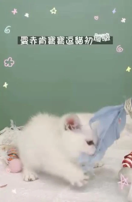 夜貓生活。曼赤肯找家中