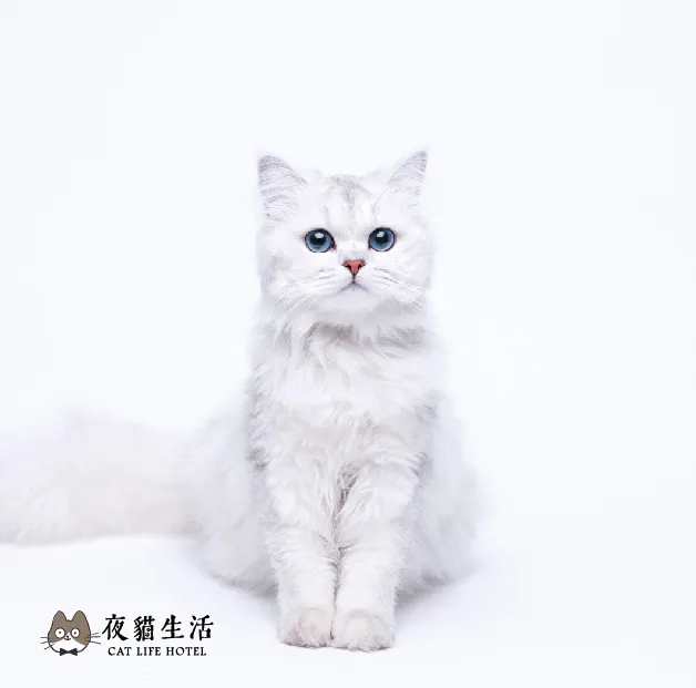 曼斥肯貓