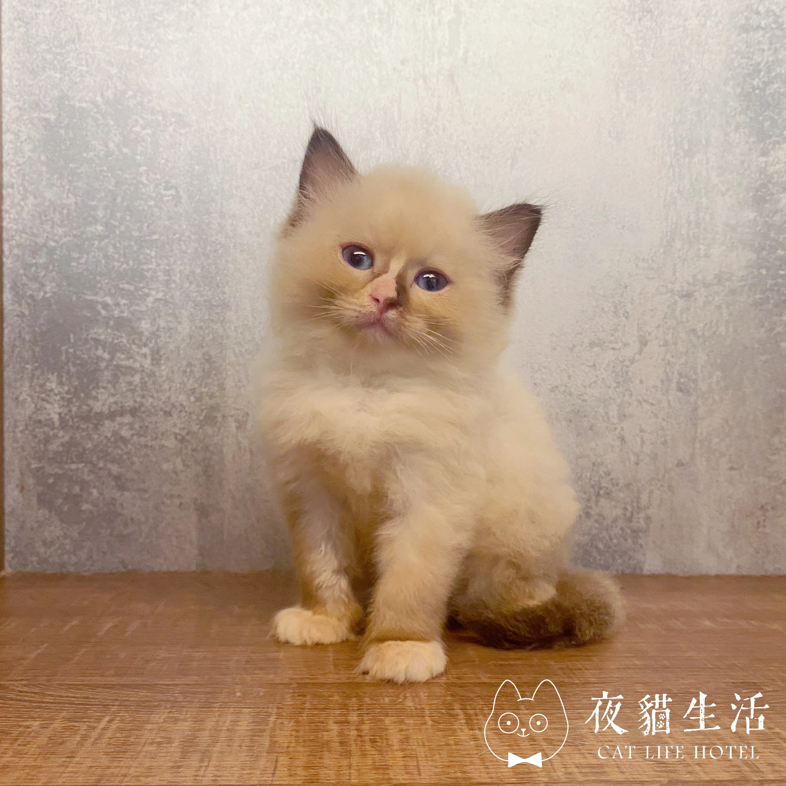 布偶貓