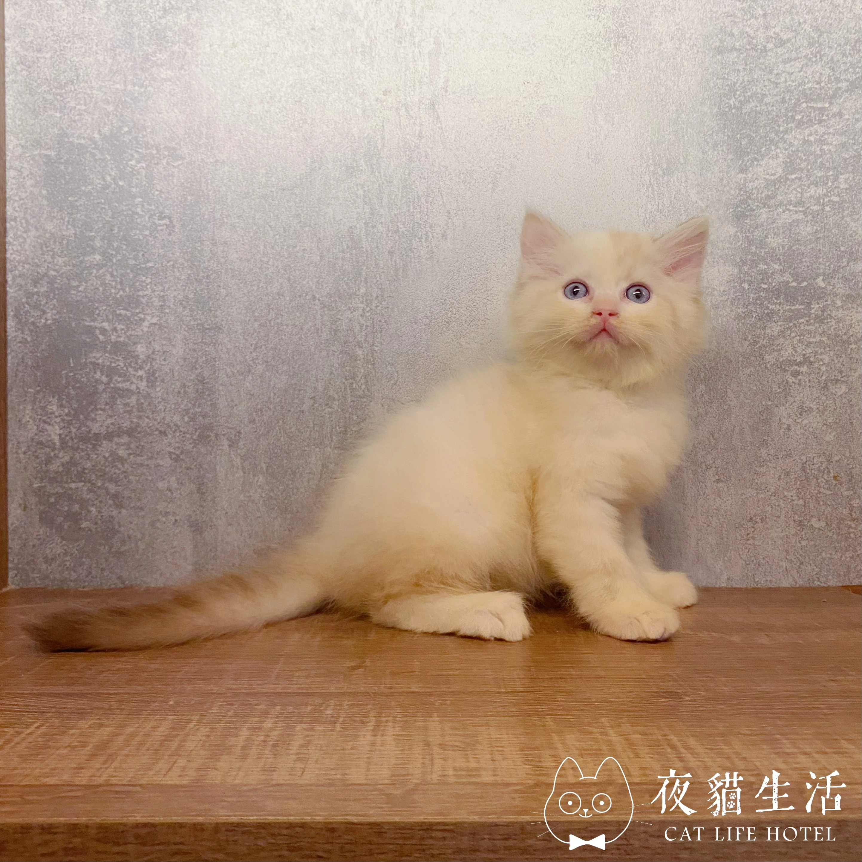布偶貓