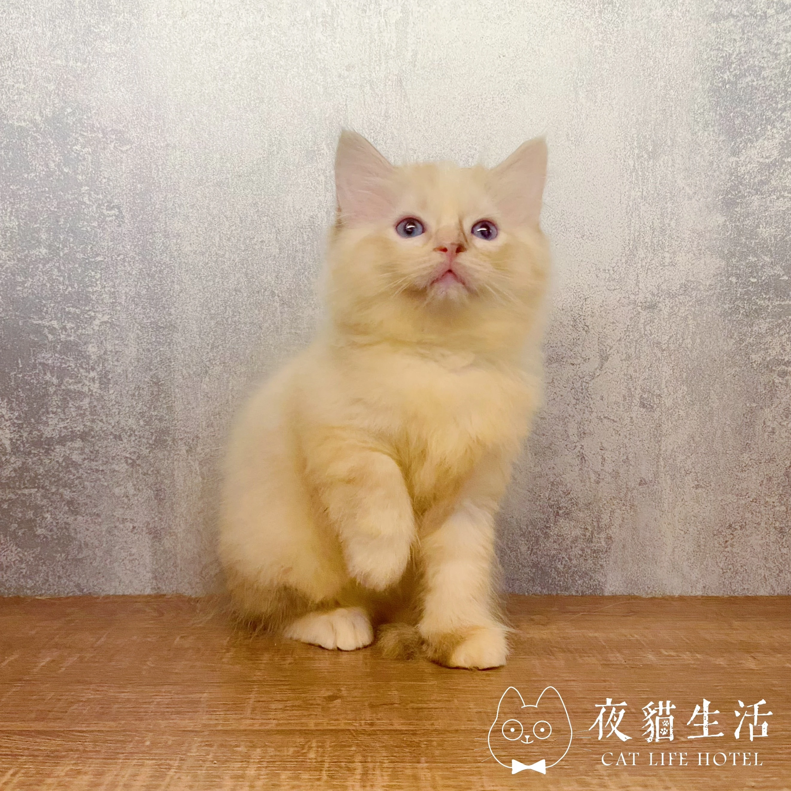 布偶貓
