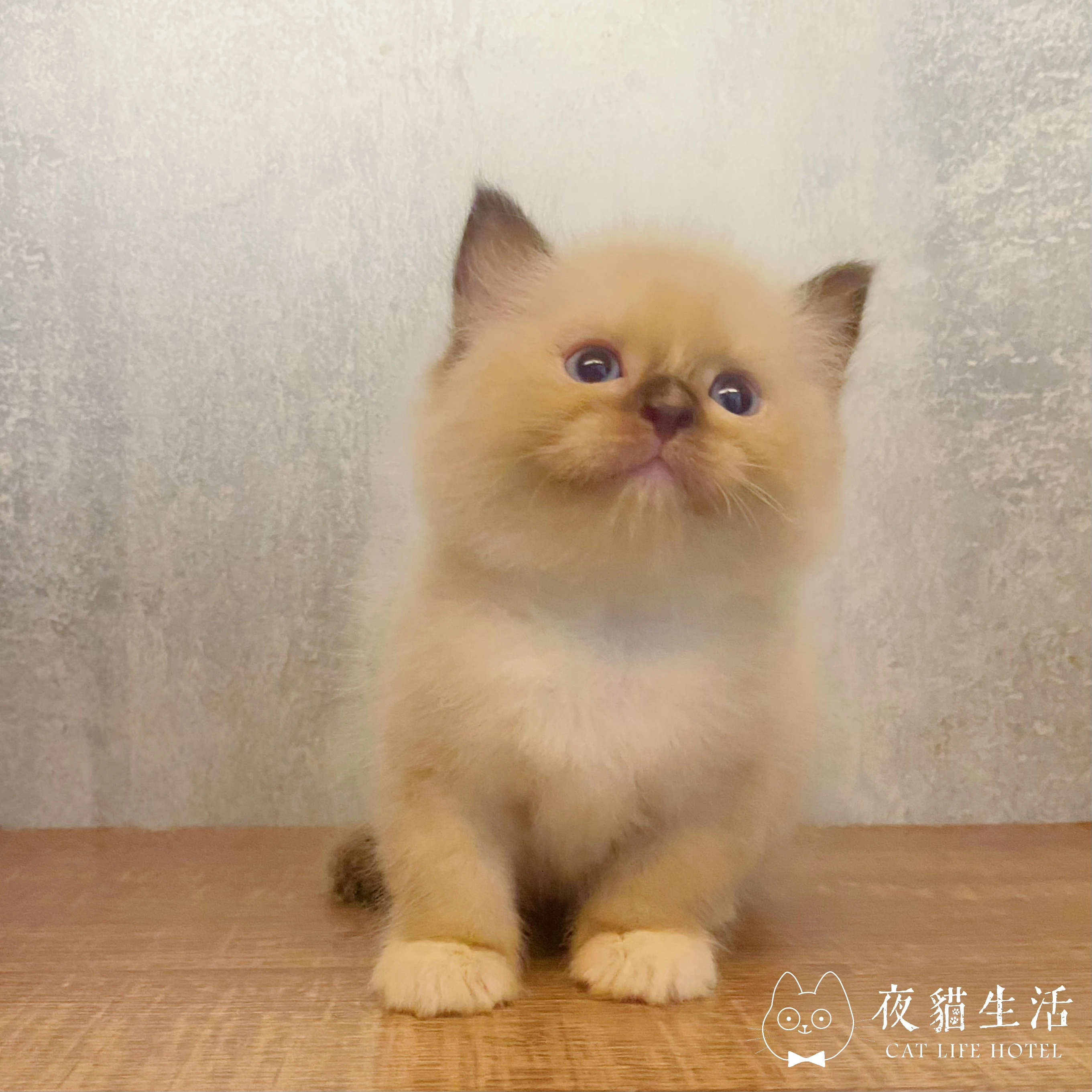 布偶貓