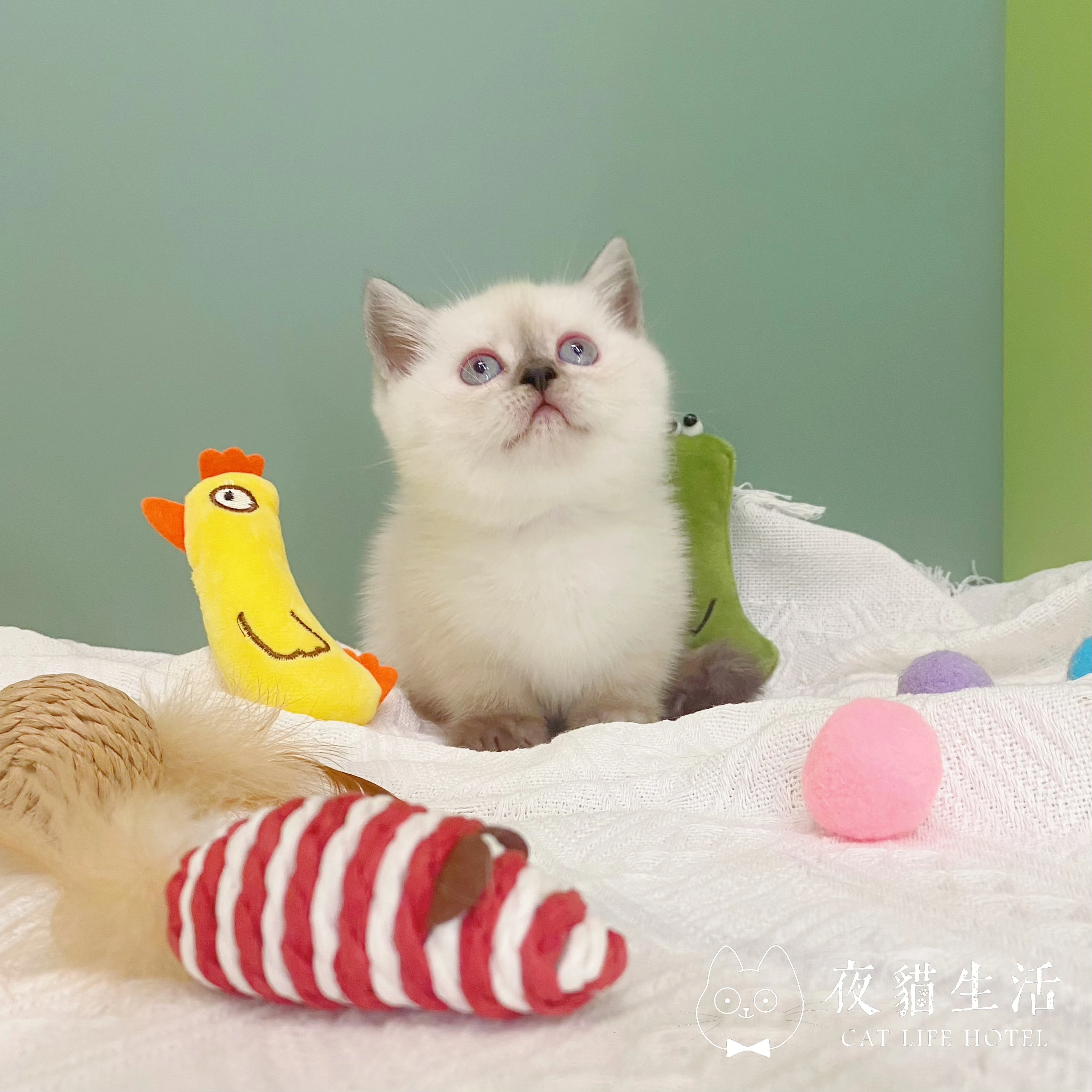 曼赤肯