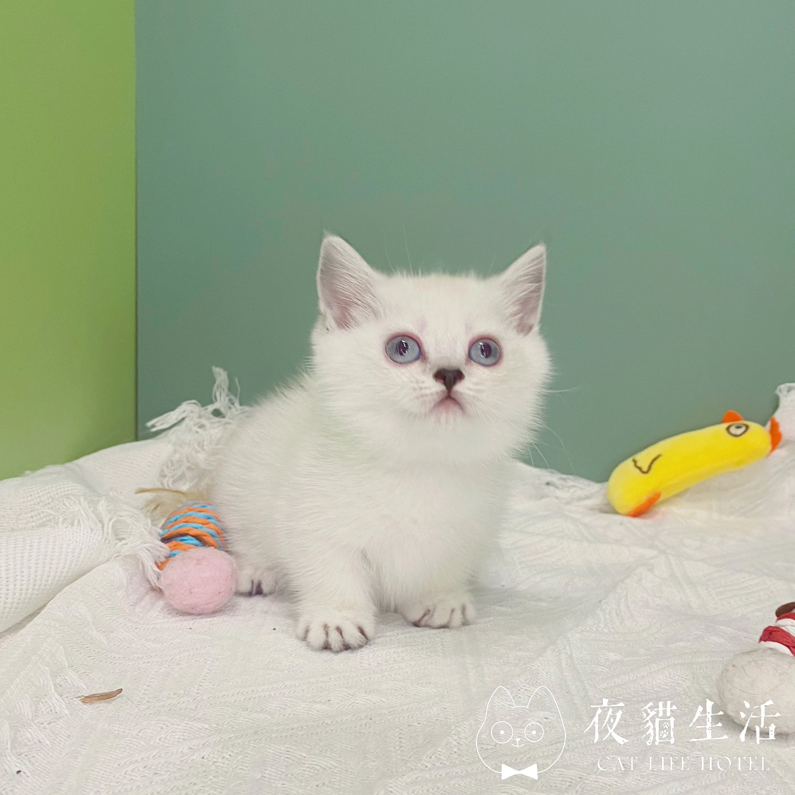曼赤肯