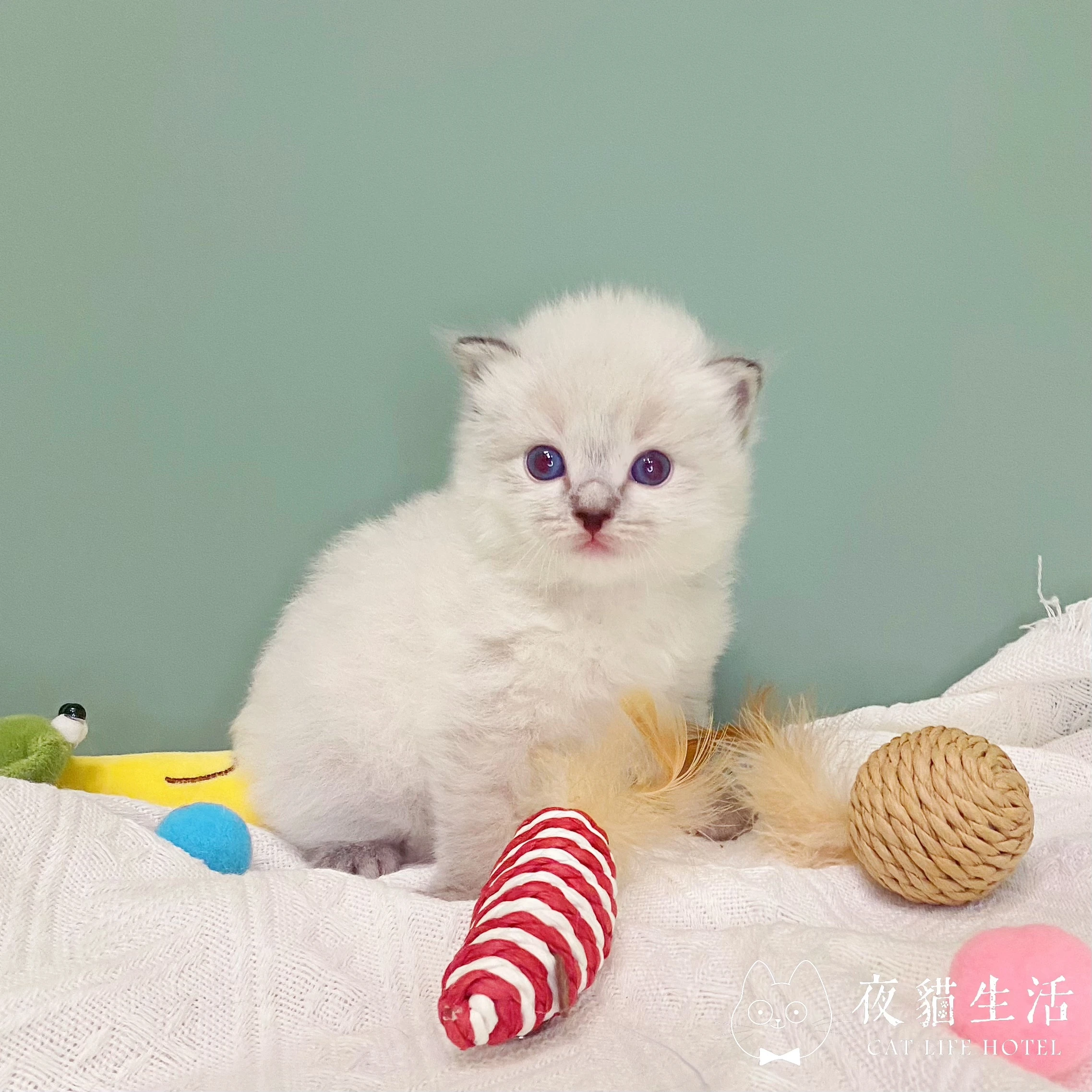 115.9.1布偶貓